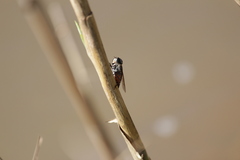 Tabanini