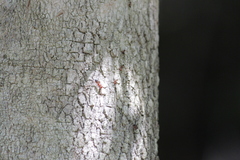 Crematogaster castanea