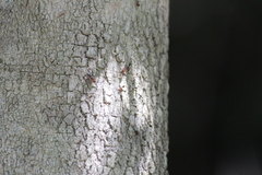 Crematogaster castanea