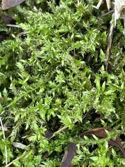 Eurhynchium striatum