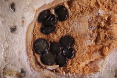 Melanconis stilbostoma