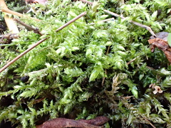 Eurhynchium striatum