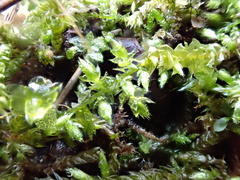 Eurhynchium striatum