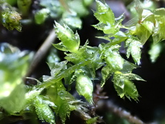Eurhynchium striatum