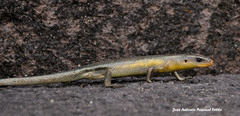 Eutropis multifasciata