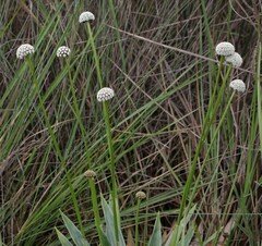Paepalanthus