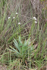 Paepalanthus