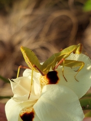 Miomantis caffra