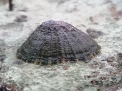 Patella vulgata