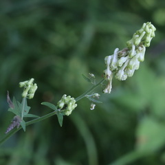 Aconitum lasiostomum