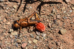 Dinothrombium tinctorium