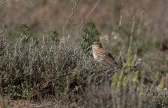 Chersophilus duponti