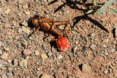 Dinothrombium tinctorium