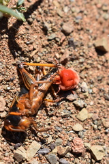 Dinothrombium tinctorium