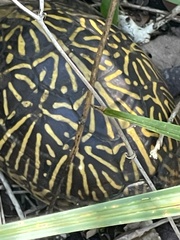 Terrapene carolina bauri