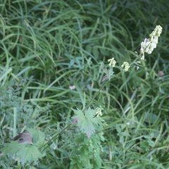 Aconitum lasiostomum