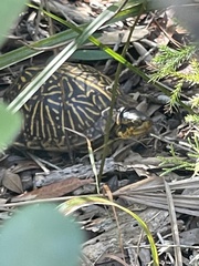 Terrapene carolina bauri