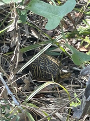 Terrapene carolina bauri