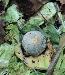 Penicillium digitatum