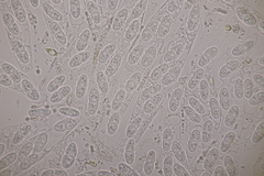 Melanconis stilbostoma