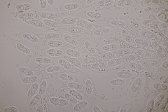 Melanconis stilbostoma