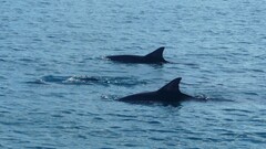 Stenella longirostris