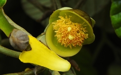 Davilla alata