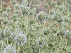 Echinops