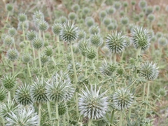 Echinops