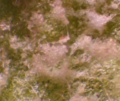 Peronospora alsinearum