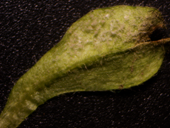 Peronospora alsinearum