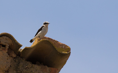 Oenanthe hispanica