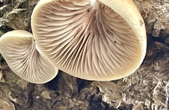 Crepidotus calolepis