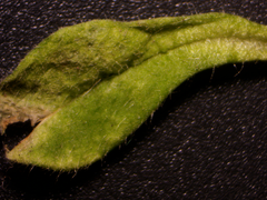 Peronospora alsinearum