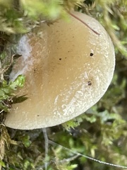 Crepidotus calolepis