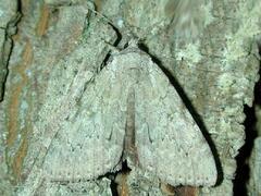 Catocala judith