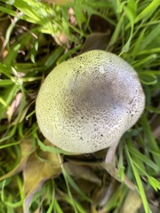 Agaricus