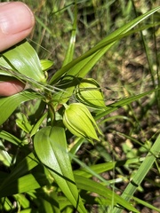 Gloriosa modesta