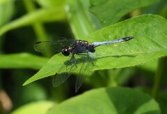 Erythrodiplax avittata