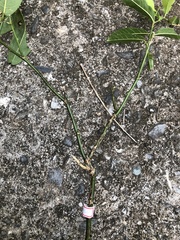 Capparis micracantha