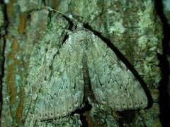 Catocala judith