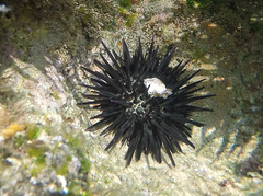 Stomopneustes variolaris