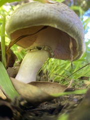 Agaricus