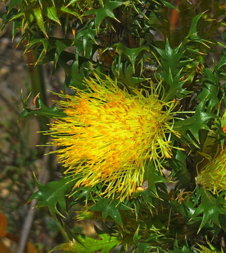 Image of Banksia falcata by (c) George Baker, some rights reserved (CC BY)