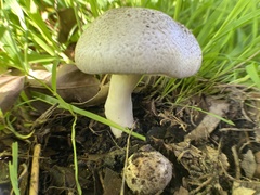 Agaricus