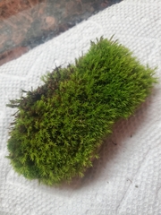 Dichodontium pellucidum