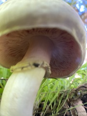 Agaricus