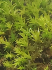 Dichodontium pellucidum