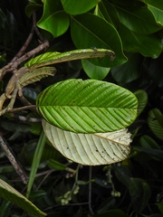 Davilla alata