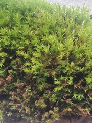 Dichodontium pellucidum